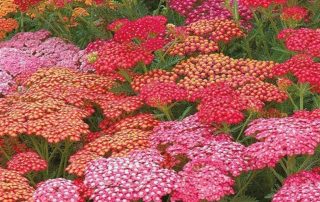 Cottage plants - Roman era. Achillea perennials