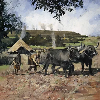 Neolithic Ploughing using Oxen