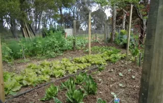 The Vegie Garden