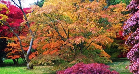 Acer Palmatum