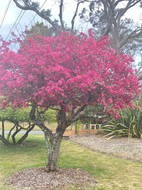 Ornamental Trees