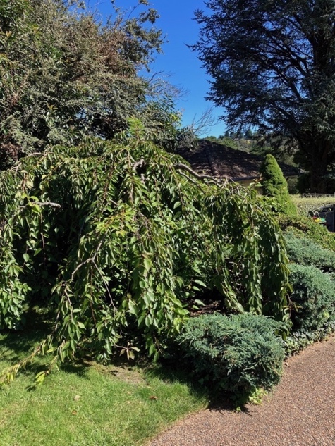 Weeping Cherry