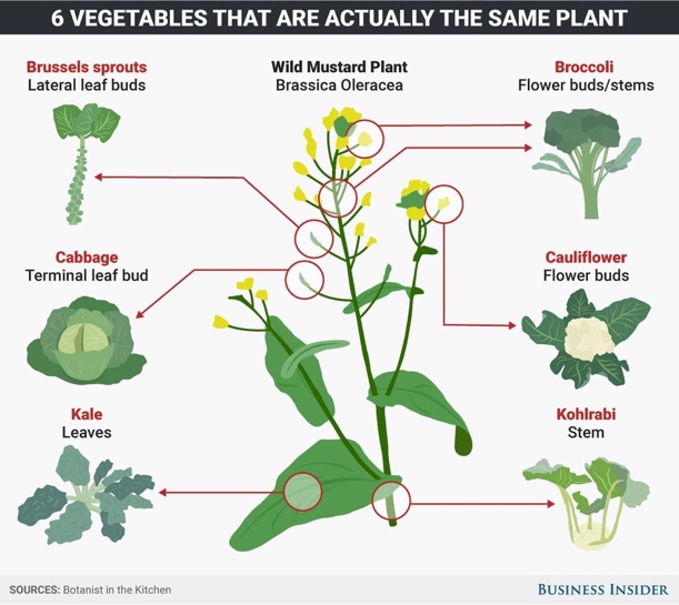 6 vegetables that are actually the same plant 6 vegetables that are actually the same plant