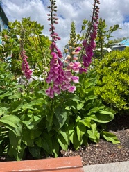 Foxglove