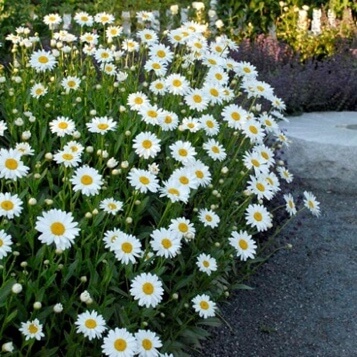 Shasta Daisy Shasta Daisy