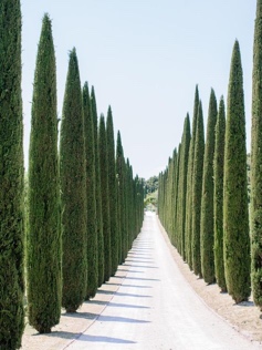 Tall Evergreen Conifers Tall Evergreen Conifers