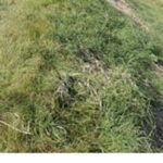 The Grassy Embankment